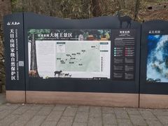 -天目山大树王景区