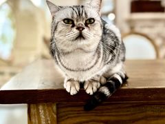 -共舞时光猫咖·狗咖(新街口店)