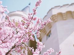 -北京张裕爱斐堡酒庄