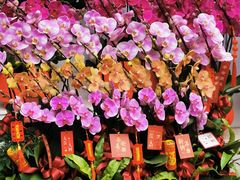 -溪岸路花鸟市场