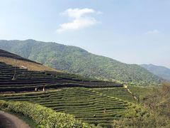 -龙坞茶村