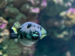 -海合安青岛极地海洋公园