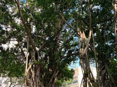 -吉隆坡国油双峰塔