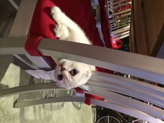 Mikaku-MIKAKU(万达广场上海宝山店)