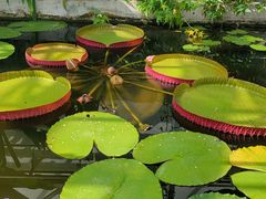 -国家植物园南园