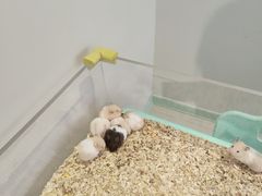 -怪兽屋·羊驼·猫咖·狗咖(俊华广场店)