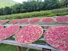 -亚龙湾国际玫瑰谷