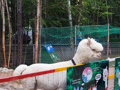 -长白山聚龙火山温泉