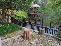 -合肥滨湖国家森林公园