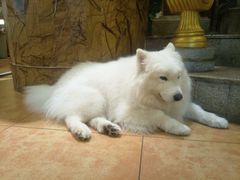 -more than meow吴止猫主题餐厅(承德 中船汇店)