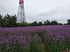 -羊亭河湿地公园