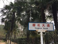 -武汉大学-樱园