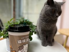 -猫咪派对(江南西店)