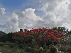-亚龙湾国际玫瑰谷