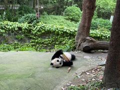 -都江堰中华大熊猫苑