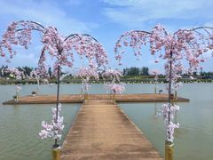 -荷兰花海