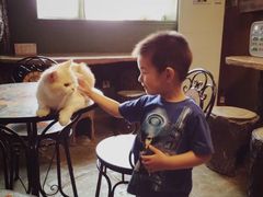 -猫猫幼稚园·撸猫·桌游·电玩
