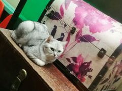 -猫咪博物馆(顶澳仔猫街店)