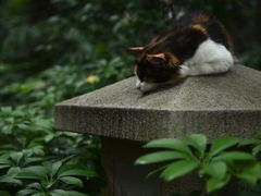 -广州兰圃
