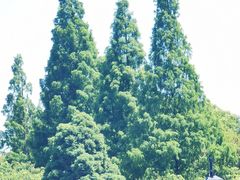 -苏州上方山国家森林公园