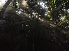 -西双版纳原始森林公园