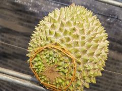 -都念榴莲·城市榴莲