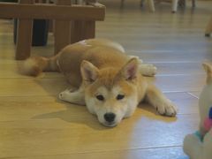 -柴犬小屋·柴餐厅·狗咖食堂(金鼎广场店)