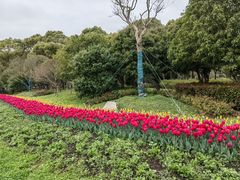 -上海鲜花港