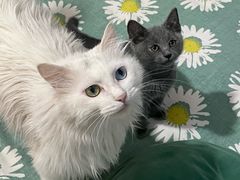 -宠爱国际动物医院·消化内科·心肾内科·ISFM猫友好(望京店)