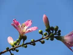 -火炉山森林公园
