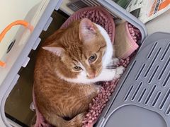 -艾吉宠物医院·疑难杂症转诊中心·猫友好(碧江路院)