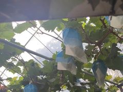 -马陆小张葡萄园农家乐