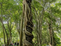 -中国科学院西双版纳热带植物园