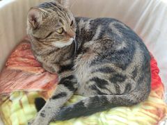 -Catmate·猫肥家润(金润铂宫店)