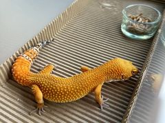 -酷以爬仙阁实体爬宠店·守宫·蜥蜴·专业繁育