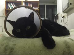 -爱侣宠医·鹦鹉专科·小型哺乳类·异宠专科(灵石路店)