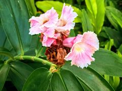 -国家植物园南园