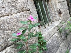 -杨桃院子旅馆(厦门鼓浪屿中华红墨店)