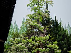 -苏州文庙(姑苏区)