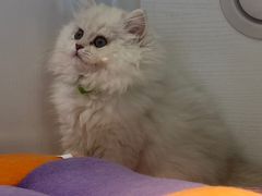 -龟与熊猫宠物公园(南坪店)