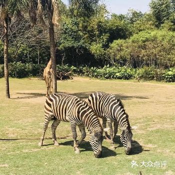 24小时出游计划之广州长隆野生动物园