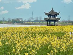 -杭州湾海上花田景区