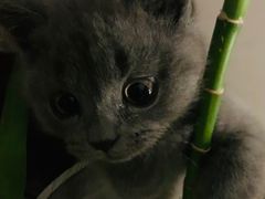 -宠爱国际动物医院·消化内科·心肾内科·ISFM猫友好(望京店)