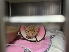 -御宝贝·A梦猫科宠物医院(国际猫友好医院)