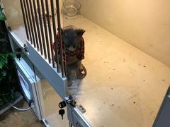 -糯米喵星人总部直营旗舰店·猫舍·幼猫出售