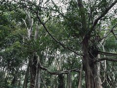 -中国科学院西双版纳热带植物园
