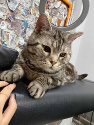 -幸运7纹身刺青Lucky7tattoo