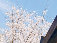 -高东镇樱花园