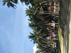 -东郊椰林