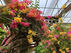 -呀路古热带植物园